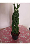 Özel Örgü Sansevieria Cylindrica, Paşa Kılıcı – Ofis & Salon Bitkisi