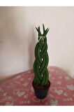 Özel Örgü Sansevieria Cylindrica, Paşa Kılıcı – Ofis & Salon Bitkisi