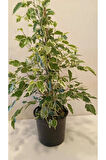 Ficus Benjamina Benjamin Bitkisi 80 cm – Şık Salon & Ofis Hava Temizleyici