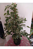 Ficus Benjamina Benjamin Bitkisi 80 cm – Şık Salon & Ofis Hava Temizleyici