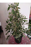 Ficus Benjamina Benjamin Bitkisi 80 cm – Şık Salon & Ofis Hava Temizleyici