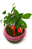 Efsun Bonsai – Özel Süslemeli Ficus Ginseng Şık ve Doğal Dekoratif Ağaç
