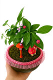 Efsun Bonsai – Özel Süslemeli Ficus Ginseng Şık ve Doğal Dekoratif Ağaç