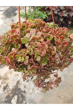 Calico Kitten Sukulent – Sarkık Saksı Crassula Pellucida ‘Variegata’, Krem-Pembe Kalp Yaprak