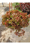 Calico Kitten Sukulent – Sarkık Saksı Crassula Pellucida ‘Variegata’, Krem-Pembe Kalp Yaprak