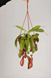 Nepenthes Alata (SU IBRİĞİ BİTKİSİ) Tropikal Saksı Bitkisi