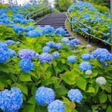 Ortanca Çiçeği Hydrangea Ev Ofis Çiçeği 10-20 cm