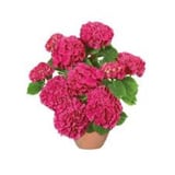 Ortanca Çiçeği Hydrangea Ev Ofis Çiçeği 10-20 cm