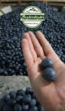 BEYLER DİYARI Megalodon Zeytin 1 kg