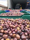 BEYLER DİYARI GURME X Zeytin 1 kg