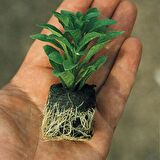 Geniş Yapraklı Fit Melissa Officinalis Aromatik  Fidesi (2 Adet)