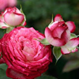 Tüplü Çok Goncalı  Soğuklara Dayanıklı Yediveren Nicole FC Gül Fidanı