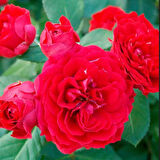 Tüplü Ruby Yediveren Çok Goncalı Masal Gülü Fidanı Gül Çemberi