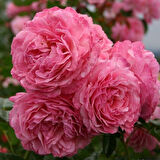 Tüplü Özel İri Goncalı Soğuklara Dayanıklı Lambart Gül Fidanı