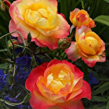 Tüplü Kokulu Yediveren Flaming Star Gül Fidanı