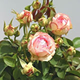 Tüplü Aşılı Yediveren Lovely Antike Freelander Gül Fidan