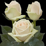 Tüplü Alman Laperla Yediveren Kokulu Gül Fidanı