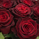 Tüplü Kadife Bordo Esmeray Yediveren Gül Fidanı