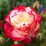 Tüplü Double Delight Pembe Beyaz Yediveren Gül Fidanı