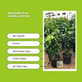 Benjamin Ficus Daniella Bitkisi 80-100cm