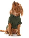 Küçük ve Orta Irk Köpek Kazak - Lalit Yeşil