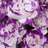 Katmerli S.Blue Picotee Lisianthus Çiçeği Fidesi (10 Adet)