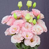 Katmerli Sugar Pink Lisianthus Çiçeği Fidesi (10 Adet)