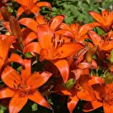 Matrix Orange Turuncu Renkli Kokulu Zambak Soğanı   (1 Adet )