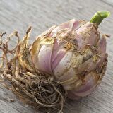 Lily Oriental White Kokulu Beyaz Çiçekli Zambak Soğanı  (1 Aadet )