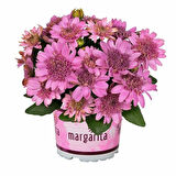 Katmerli Erato Double Pink Bodrum Papatyası Çiçeği Fidesi (1 Fide)