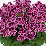 PAC  Angeleyes Blueberry Sardunya Fidesi (1 Fide)
