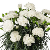 Sweet Pleasure White  Karanfil Çiçeği Fidesi (2 Fide)