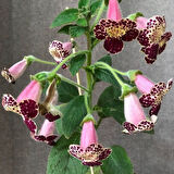 Özel Tür Vanilla Kohleria Japon Küpelisi Çiçeği Fidesi (Mini Pot)