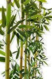 BAMBU SEPERATÖR 175 CM 6 ADET BAMBU 72 CM BEYAZ SAKSI