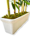 BAMBU SEPERATÖR 175 CM 6 ADET BAMBU 72 CM BEYAZ SAKSI