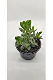 Crassula Ovata Para Çiçeği 10-20 Cm