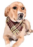 Köpek Bandana / Boma