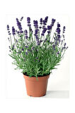 Lavanta Çiçeği 15-25 cm Kokulu Aromatik Bitkisi Balkon Bitkisi 