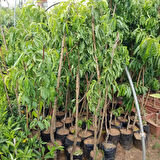 3 Yaş Aşılı Şeftali DIXIRED Fidanı, Torbada