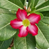 Büyük Boy Arabic Adenium Çöl Gülü Çiçeği Fidanı (Çiçek Açma Yaşında) 