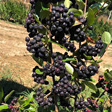 20 Adet Nero Siyah Aronya Aronia Chokeberry Fidesi (10-15 cm) 