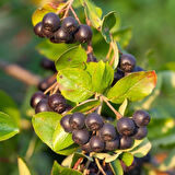 50 Adet Viking Siyah Aronya Aronia Chokeberry Fidesi (10-15 cm) 