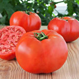 5 Adet Beef İri Domates Fidesi