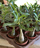 5.5 luk Saksıda Sarı Kırmızı Adenium Çöl Gülü Çiçeği Fidanı