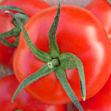 Doğal 2274 Domates Tohumu (20 adet)