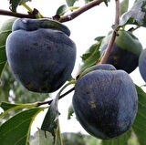 Özel Tür Tüplü ve Aşılı Black (Siyah) Trabzon Hurma Fidanı (Diospyros Kaki L.)