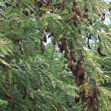 Tüplü Tamarind Demirhindi Fidanı (Hint Hurması)