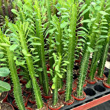 Sınırlı Üretim Euphorbia Trigona Green - Afrika Süt Ağacı Kaktüsü(5.5lik saksıda, 18 cm ve üzeri boyda)