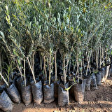 İri Meyveli Tüplü Sıkımlık ve Yemelik Giresun Yağlık Zeytini Fidanı