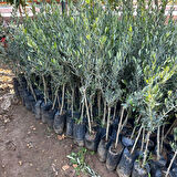 Tüplü Sınırlı Üretim Cezayir Menşei – Sigoise Zeytini Fidanı